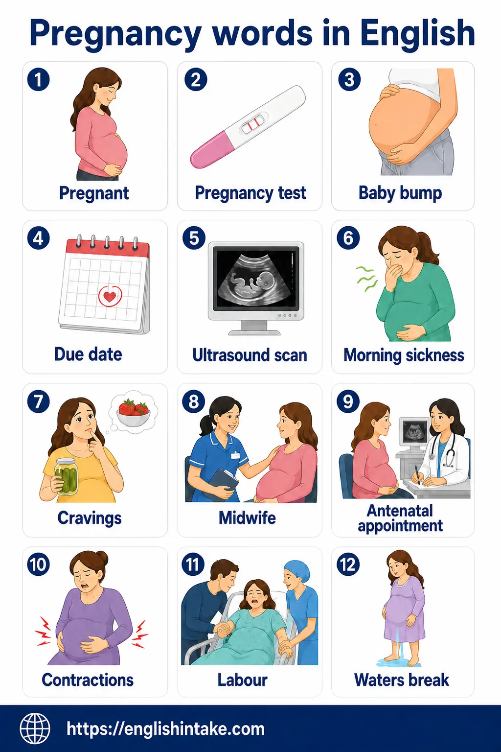 Words related to pregnancy in English Infographic showing pregnancy words in English with illustrated vocabulary cards for pregnant, pregnancy test, baby bump, due date, ultrasound scan, morning sickness, cravings, midwife, antenatal appointment, contractions, labour, and waters break.