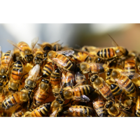 Collective nouns - Swarm of bees