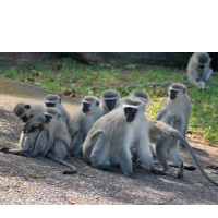 Collective nouns - Troop of monkeys